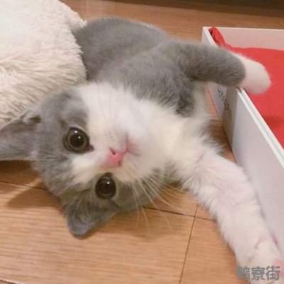 给小猫起名字大全萌萌哒 给小猫起名字大全