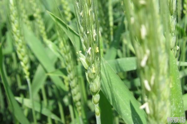 菏麦29小麦品种介绍