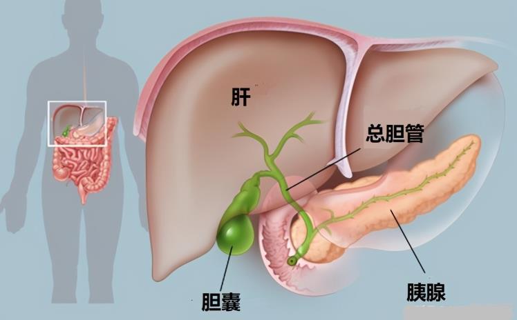 胆汁是由哪个器官分泌的？