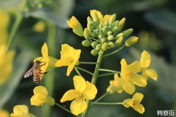 中油杂19号油菜品种