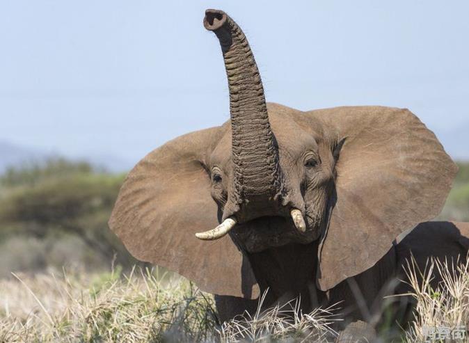 大象的耳朵遮着脸图片