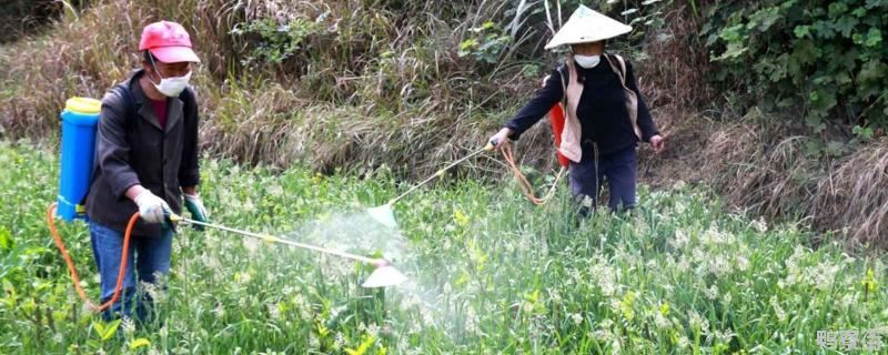 辛硫磷可以叶面喷施吗，辛硫磷主要杀什么虫