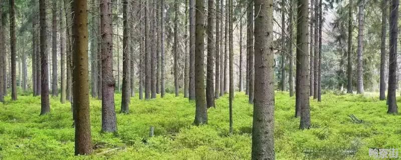 什么是害虫的林业技术防治，附林业病虫害的特点