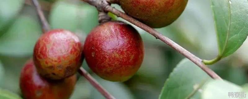 油茶树杀虫用什么药，油茶树用什么肥料比较好