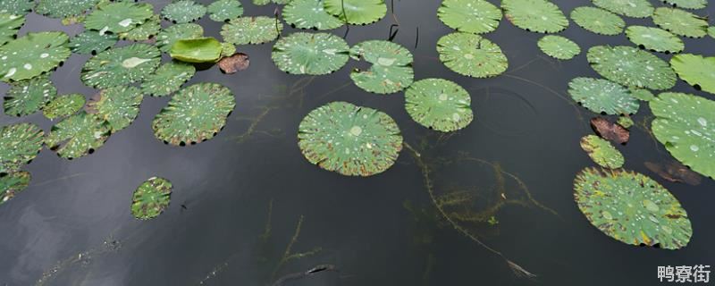 虾塘浮萍多怎么处理，虾塘浮萍多是好还是坏