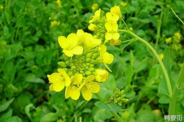 冬种油菜种植技术和管理