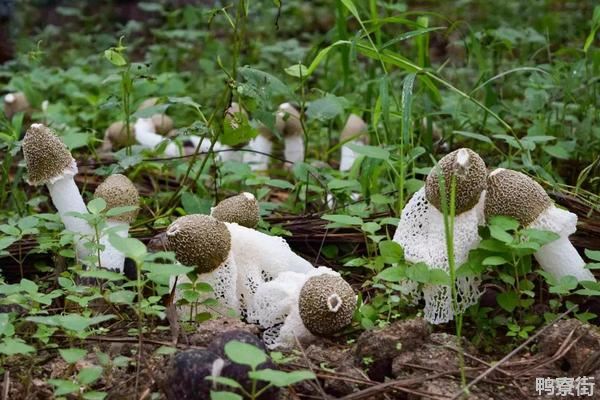 云南野生菌图片及名称