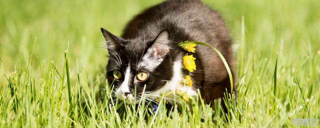 猫草是什么植物的种子