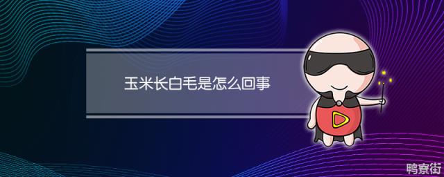 玉米长白毛是怎么回事