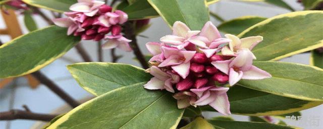 金边瑞香花后怎么修剪 金边瑞香花败后怎么处理