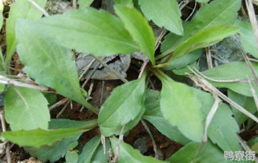 什么野菜刮油最厉害