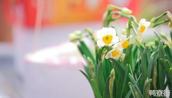 水仙不开花只长叶子怎么办