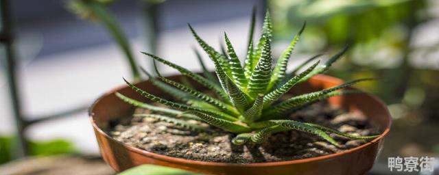 芦荟可以水培种植吗