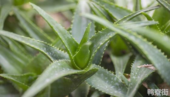 芦荟可以水培种植吗