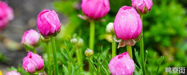 花毛茛图片 花毛茛开花图片