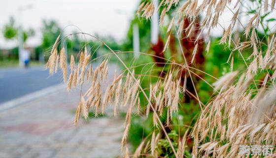 十月份种植什么农作物