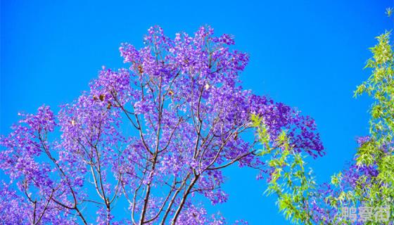 蓝花楹图片欣赏