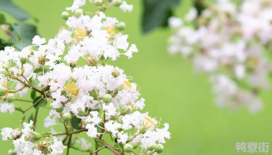 紫薇花图片