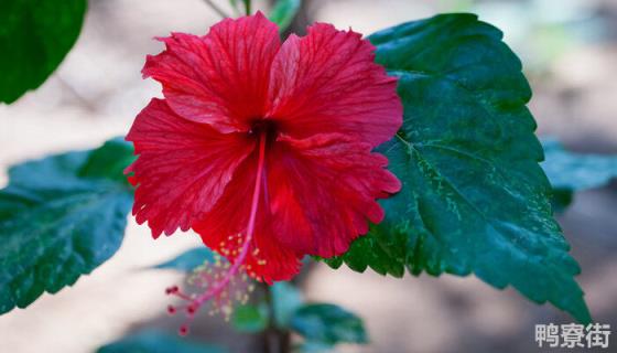 芙蓉花图片欣赏