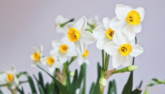 水仙花的种植步骤5步