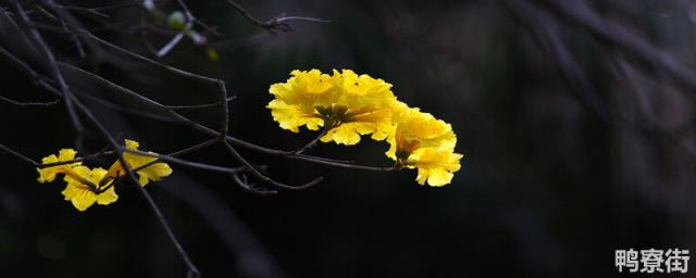 黄花风铃木花期