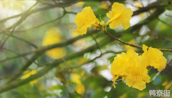 黄花风铃木花期