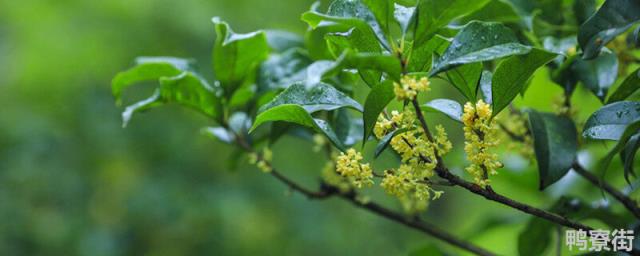 桂花树属于什么类植物