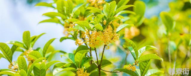 桂花有花粉吗 桂花有蜜源码