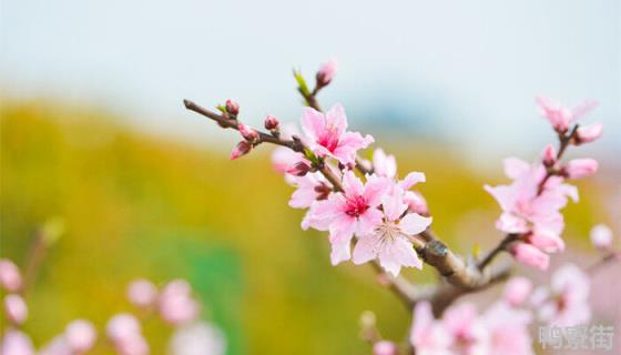 二月花指的是什么花