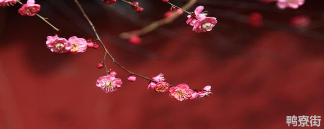 梅花季节