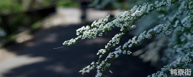 干枝雪柳要喷水吗 干枝雪柳能养多久