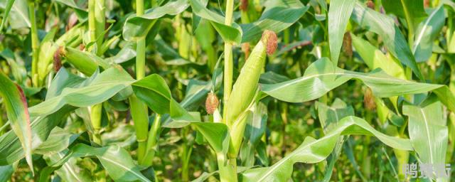 玉米大豆带状复合种植技术