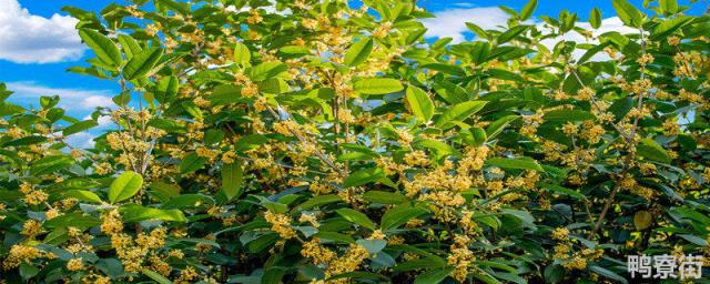 8月桂花香还是10月桂花香 十月桂花香还是八