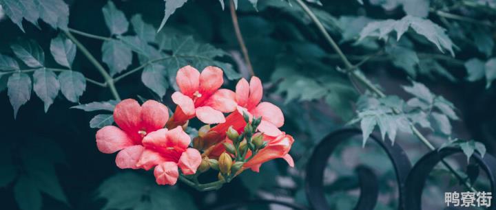 凌霄花水培几天生根