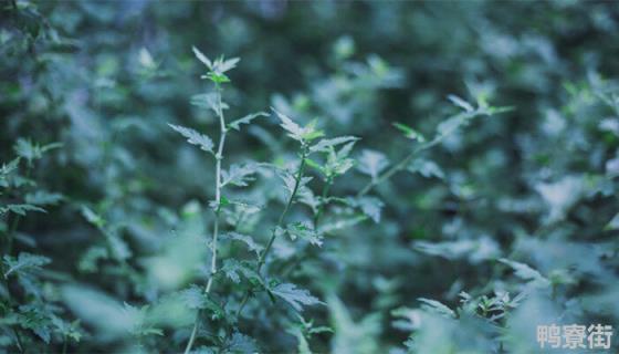 艾草10月份还能收割吗