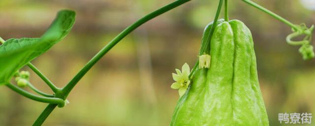 佛手瓜怎样管理可以早开花