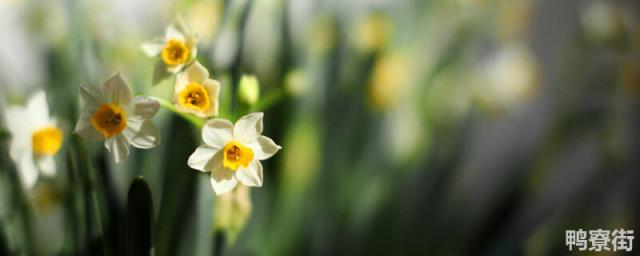 水仙花几天发芽