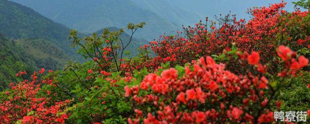 映山红分布在我国哪里