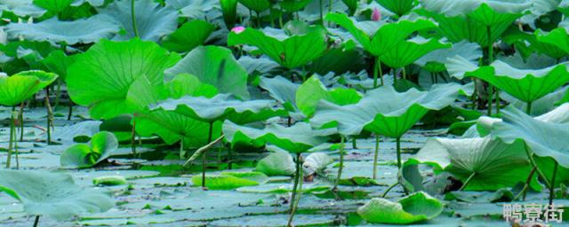 福建的水生植物 福建省有哪些水生植物