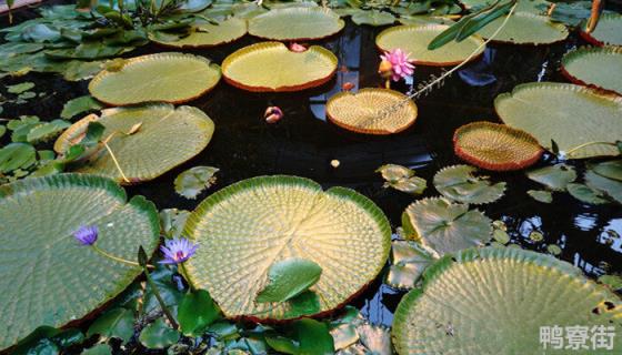 福建的水生植物