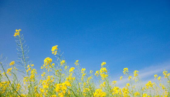 油菜种植技术及施肥方法