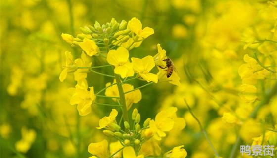 油菜专用肥料