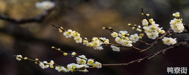 腊梅花怎么做成干花