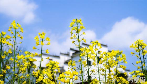 油菜花花语