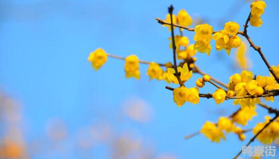 腊梅花怎么做成干花