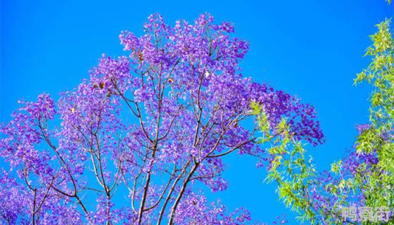 蓝楹花和蓝花楹区别