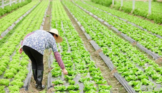 冰菜种植时间及方法